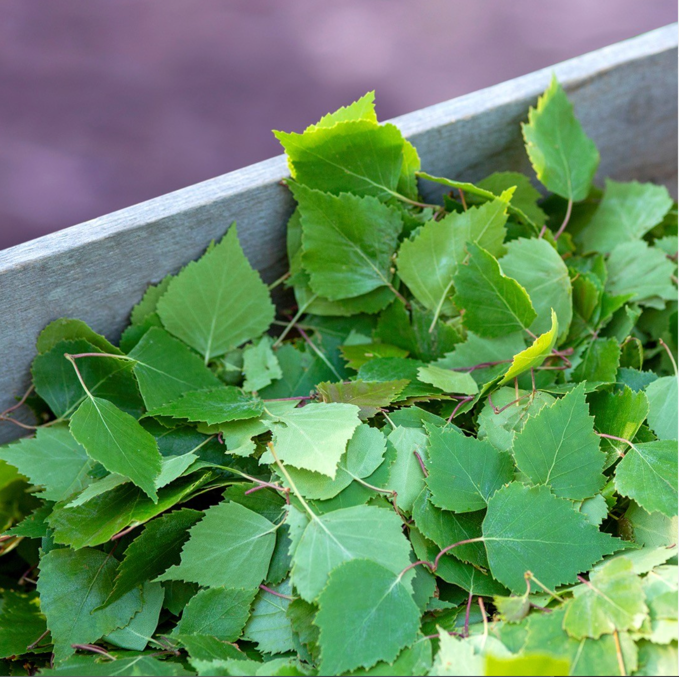 Nystad Forest Bath Sachet, Birch & Meadowsweet, 1pk